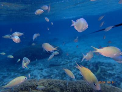 ハテの浜だけだと時間をもてあますので、、、