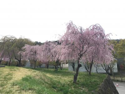 桜の名所でした！