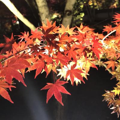 紅葉はきれいですが…