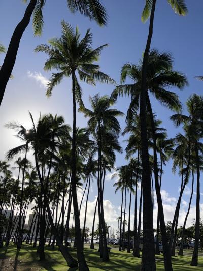 朝のお散歩にぴったり