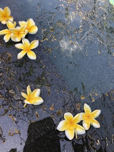 プールに浮かぶプルメリア