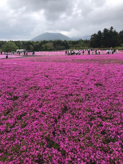 全面見事な芝桜