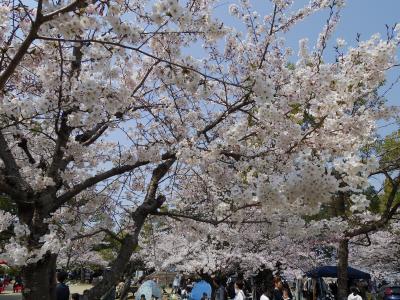 空いてる桜まつり