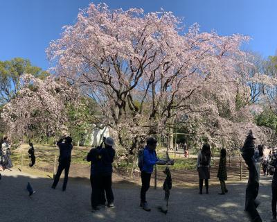 2020年春、六義園のしだれ桜が満開です