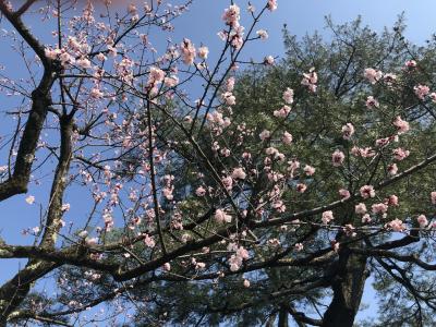 桜&#127800;ちらほら