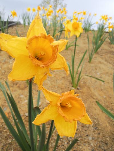 グランベリーパークの一部