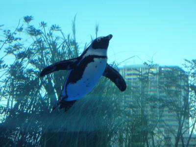 都心で存分にペンギンを愛でられる水族館