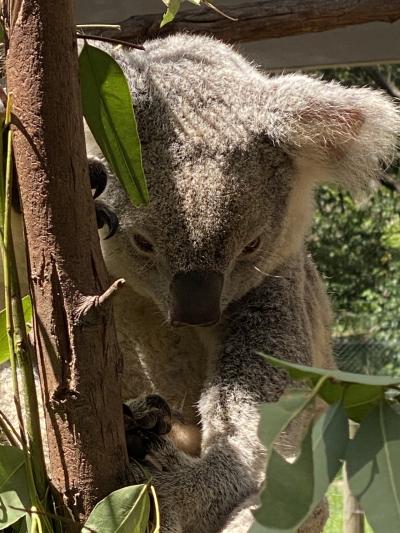 コアラがいっぱい