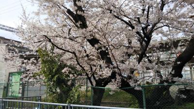 春は桜のキレイな駅