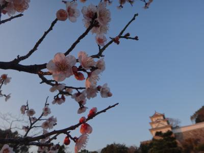 梅と明石城