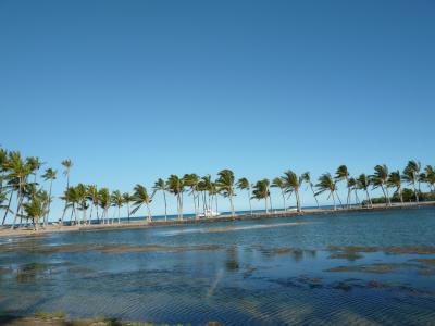 アナエホマル・ベイ・ビーチの椰子の木　沢山植わっていました