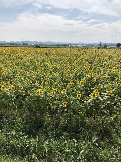 ひまわりの丘公園