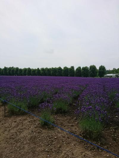 ラベンダーが見頃です！