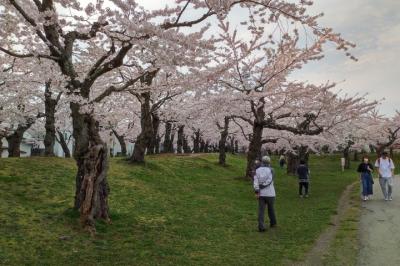 桜の季節がベスト
