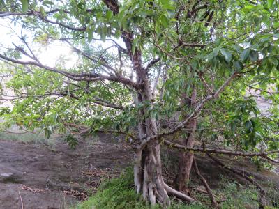 ホテル内ガーデンの木