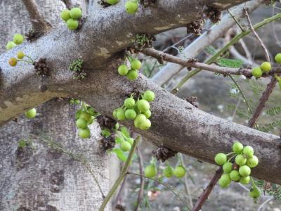 ホテル内ガーデンの木：幹に直接実がなってる