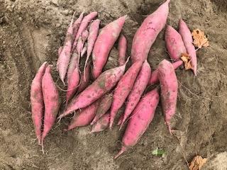 さつまいも掘り