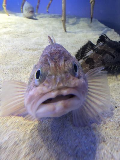 結構見応えのある水族館です