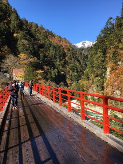 速報！　黒部峡谷欅平の紅葉 2020/11/5