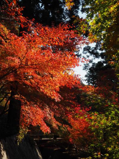 紅葉が見事です