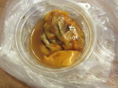 桜の花びらが舞っていました。