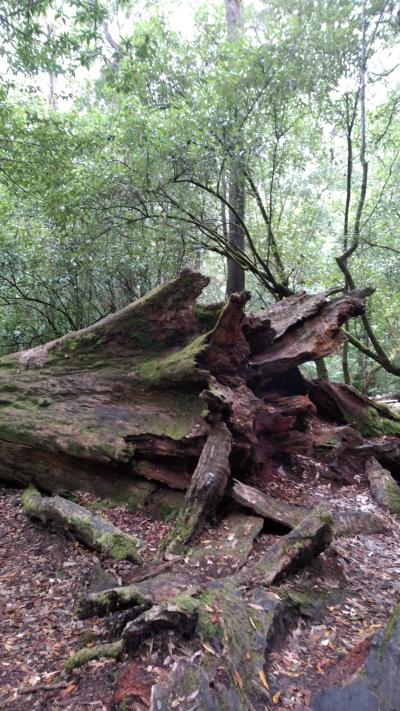 気軽に自然を堪能できる。