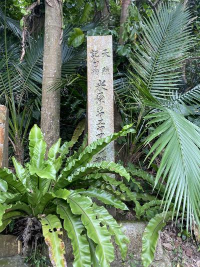 天然記念物のヤエヤマヤシ