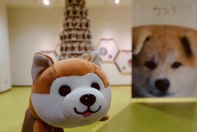 めちゃカワイイ秋田犬当たります