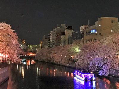 神奈川県のお花見人気ランキング1位で夜桜見物