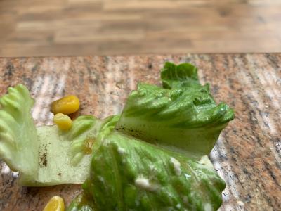 Mud on romaine lettuce