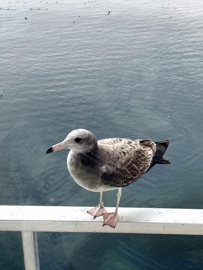 カモメに餌もあげれます!