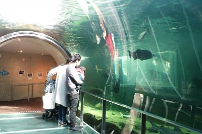 日本最大級のアマゾン水槽＆淡水魚の水族館！