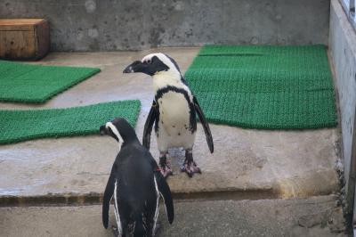 あまり大きくはありませんが