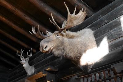 大きめのシカも。