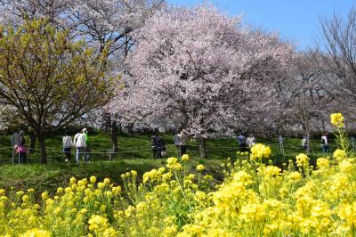 幸手　権現堂桜堤