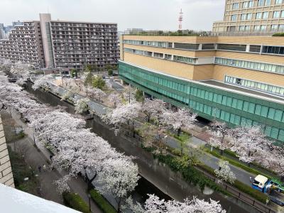 コロナで花見客の少ない落ち着いた石神井川沿線