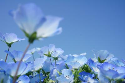 風に揺らぐ青い花・・・