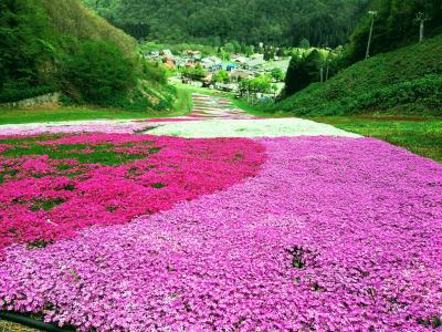 新緑の奥入瀬の前に楽しみたい芝桜