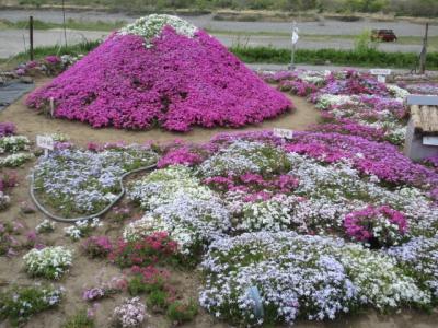 相模川芝ざくらまつり