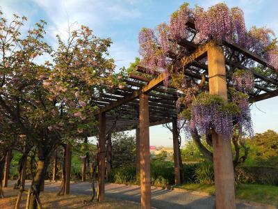 ウォーキングにお花見に