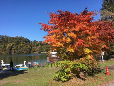 紅葉時期サイコー