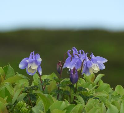 花の山：八甲田。