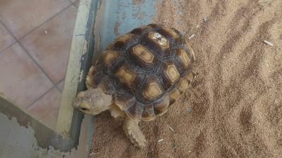 鳥羽～白浜のドライブ　道の駅 紀宝町ウミガメ公園 