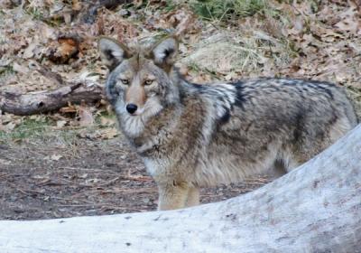 こんな動物にも出会うのでご注意！