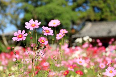 コスモスが見事です