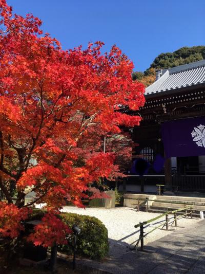 秋の京都でまったり紅葉鑑賞