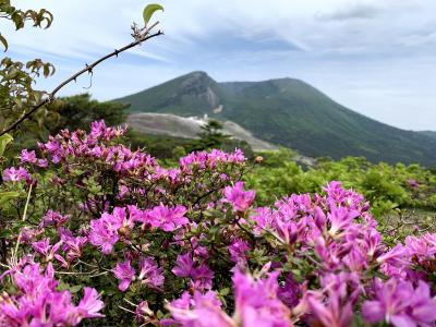 みやまきりしまが可憐に咲いてました。