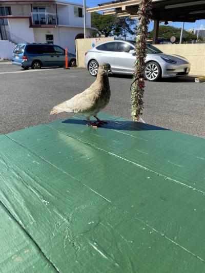 鳩たちと闘う笑笑スリリングなレストラン笑笑