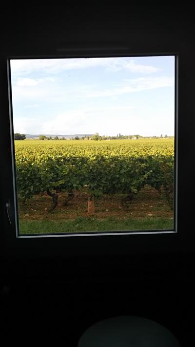 窓からの景色は一面ブドウ畑です