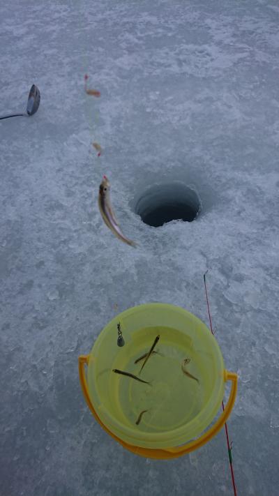 冬の氷上ワカサギ釣りも楽しい